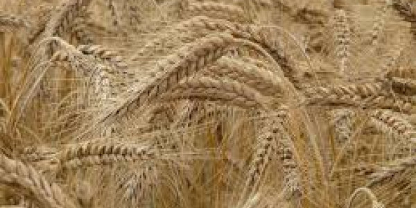 kłosy przenicy/żyta - Tempus Paschale